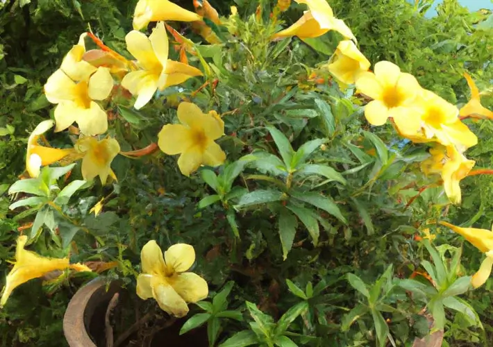 Alamanda