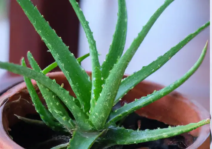 Aloe vera