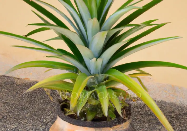 Ananas