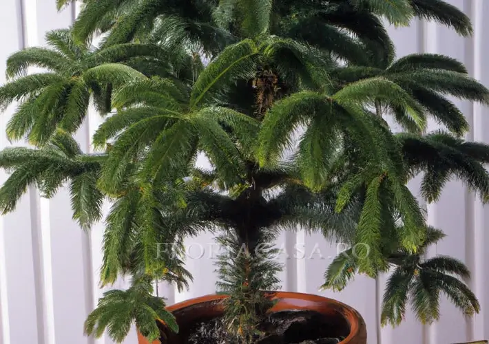 Araucaria