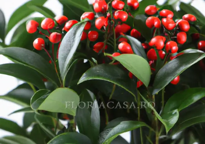 Ardisia