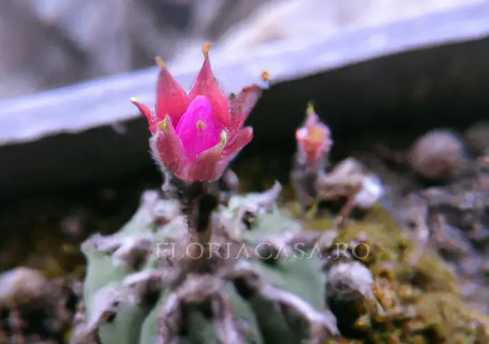 Argyroderma