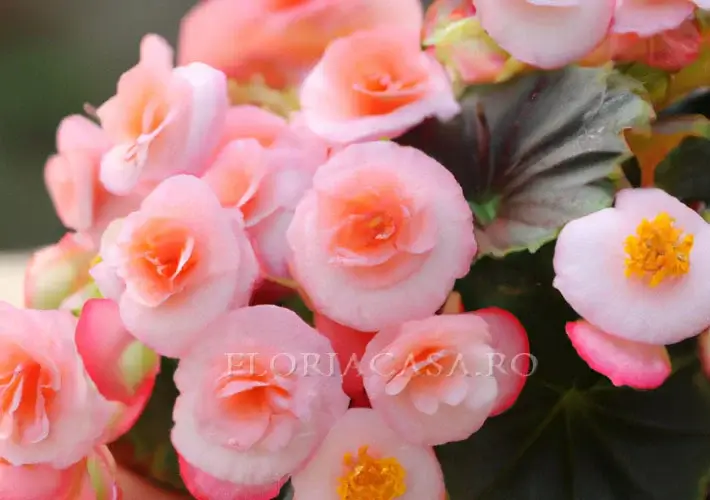 Begonia