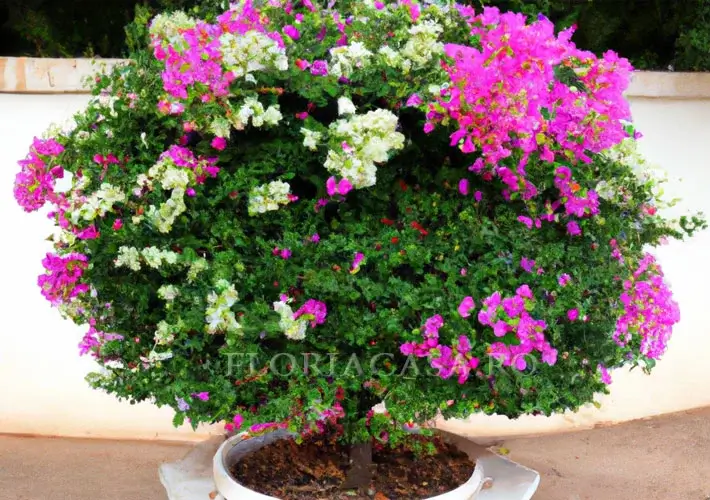 Bougainvillea