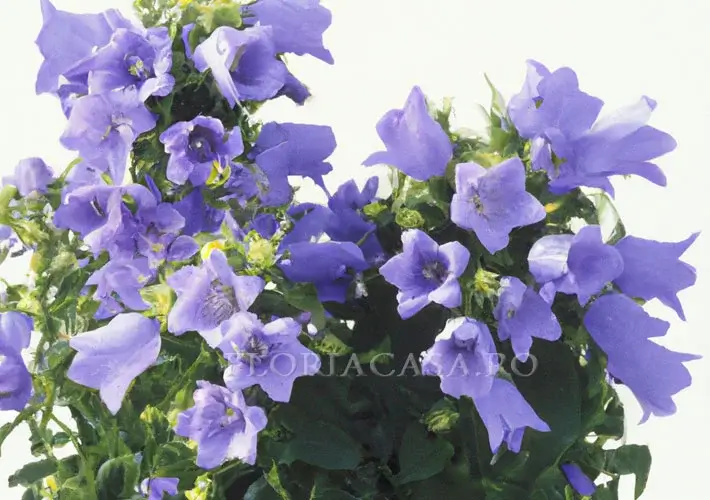 Campanula