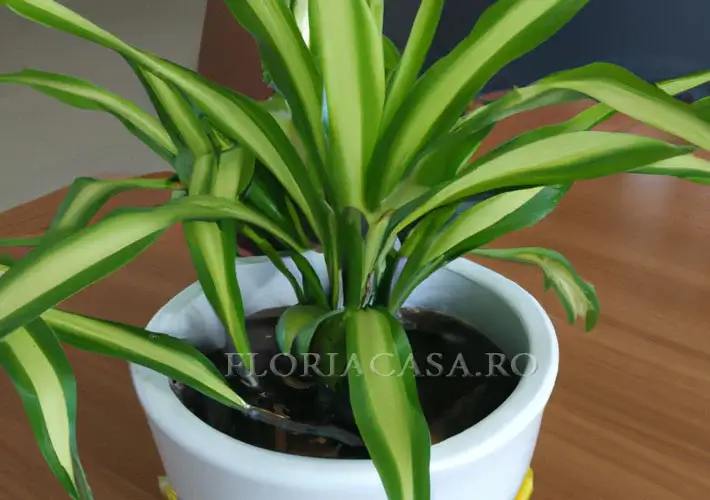 Dracaena