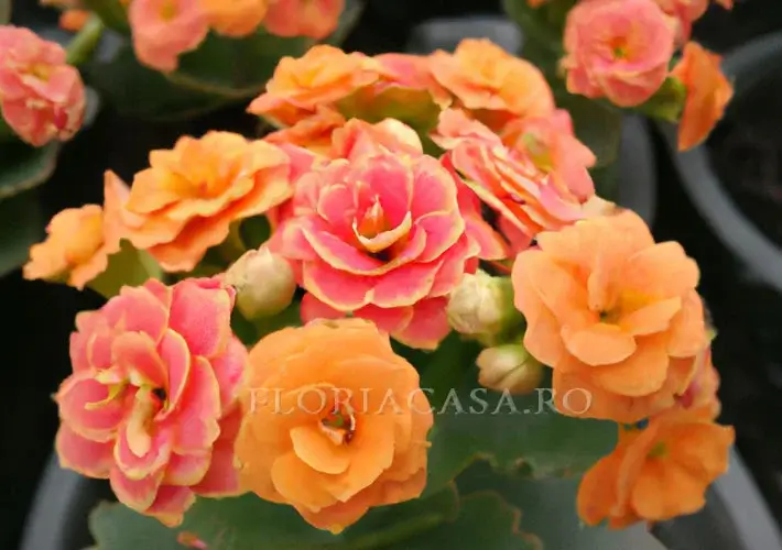 Kalanchoe