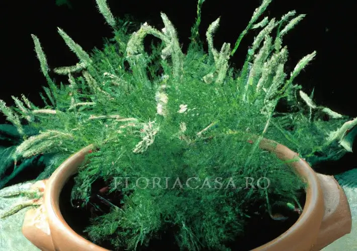 Sparanghelul