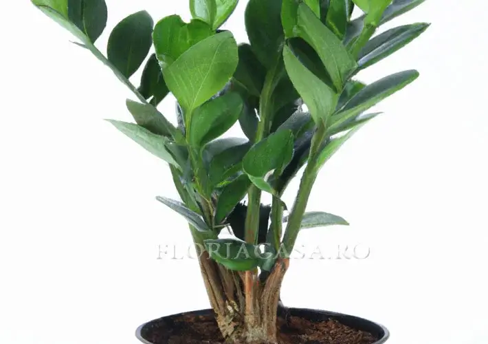 Zamioculcas