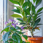 Laurul de lângă campanula