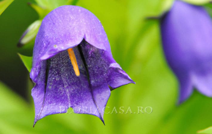 flori purpurii Portenschlagiana