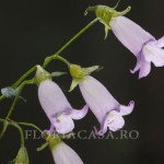 Cochleariifolia