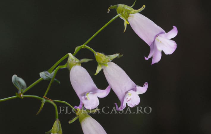 cu flori de lingură Cochleariifolia