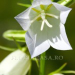 Equinifolia