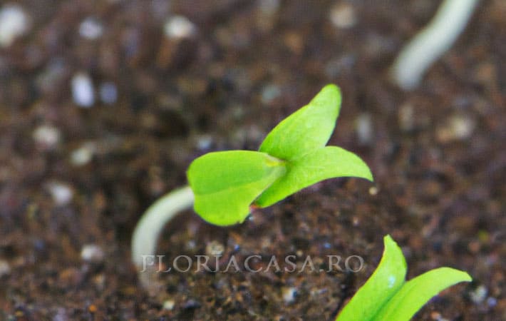 înmultirea Germinarea semințelor