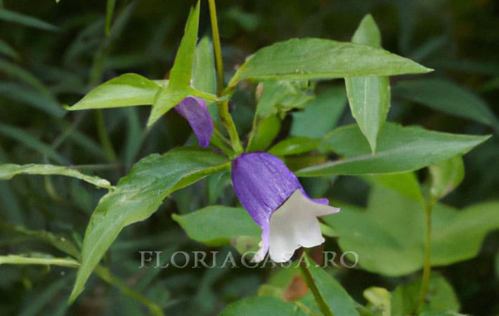 Campanula serrata Hendrych