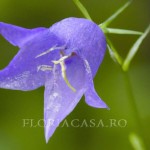 Persicifolia