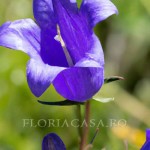 Prijalpica Alpestris