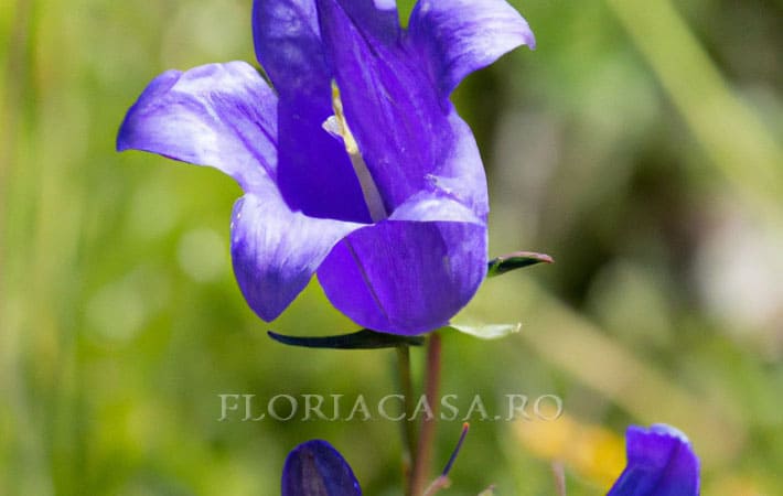 Prijalpica Alpestris