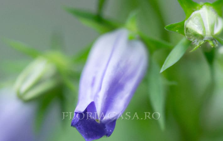 floarea Campanula Sa inflorească