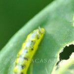 Viermele de scut