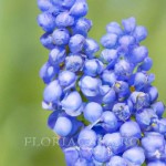 Muscari Armeniacum