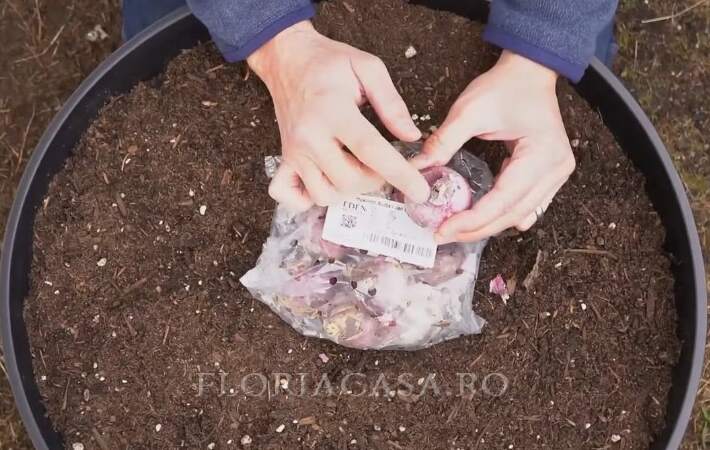 potrivit pentru plantare Bulbe ideale