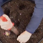 Deja plantate