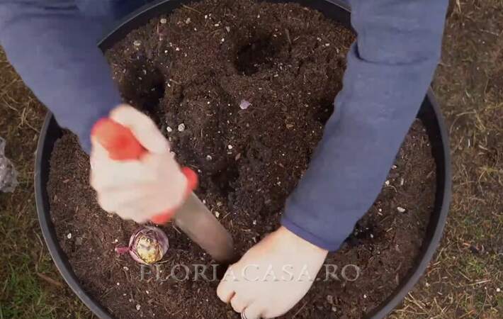 rezultatul plantării Deja plantate
