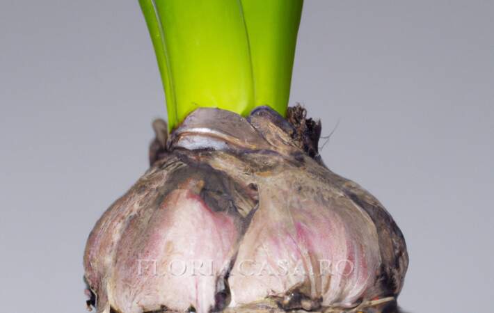 bulbi Pregatirea becurilor