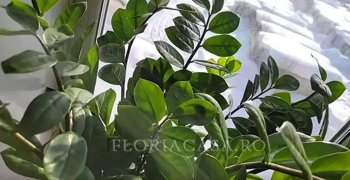 frunze alungite Zamioculcas Lanceolata