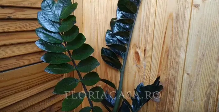 ZZ Plant Black Zamioculcas Raven Negru