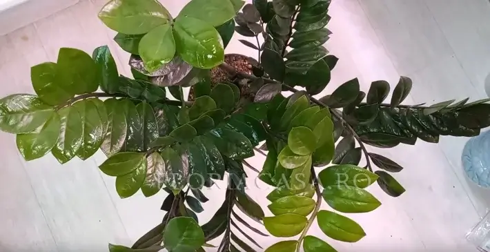 soi popular Zamioculcas zamiifolia