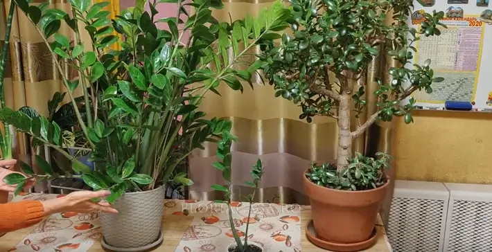 Cum să tăiem Tăierea plantei