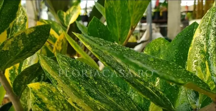 soi rar Zamioculcas variegate