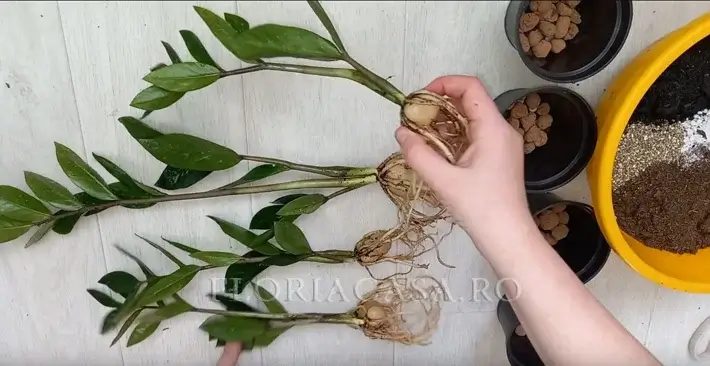Înmulțire prin divizarea Diviziunea Palmier smarald