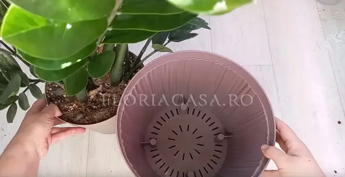selectarea ghiveciului Ghiveciul pentru Zamioculcas