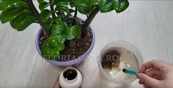 Cum să hrănim Hrănirea plantei Zuzu