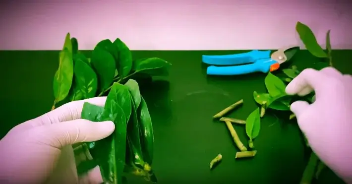 Propagarea Înmulțirea din frunza