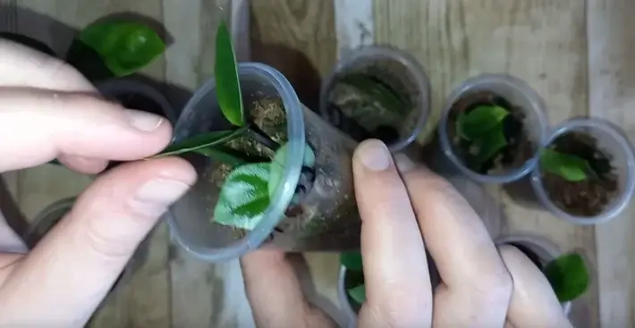 a crescut recent Zamioculcas tînăr