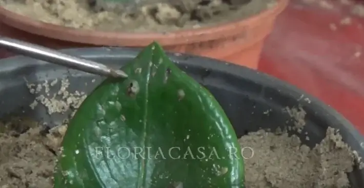 afide și alte dăunători Zamioculcas bolnav