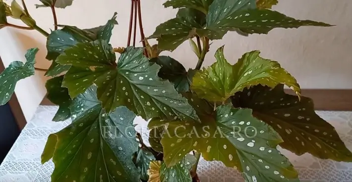 Coccinea Aconitifolia
