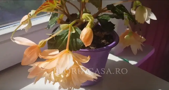 Curgatoare Begonia Ampelia