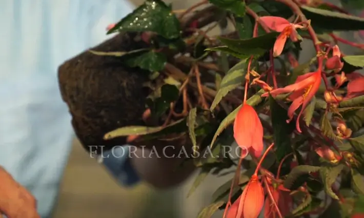 Soiul Bolivian Begonia Boliviana