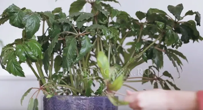 Soiul Carolineifolia Begonia Carolineifolia