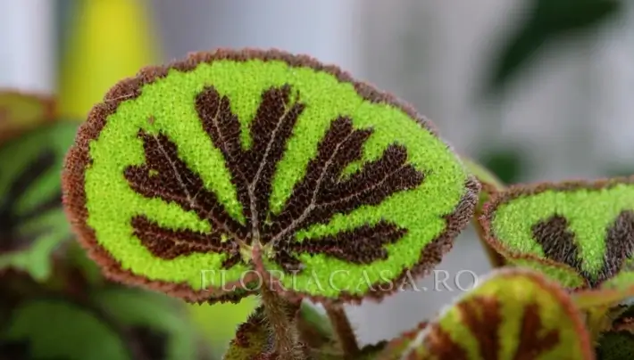 cruce de fier Begonia Masoniana