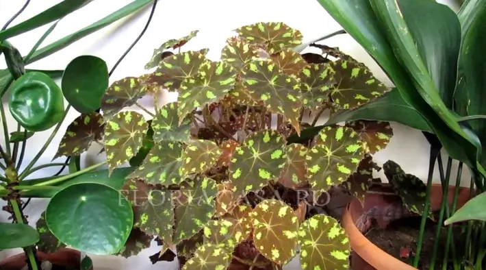 Soiul Tigru Begonia Tigru