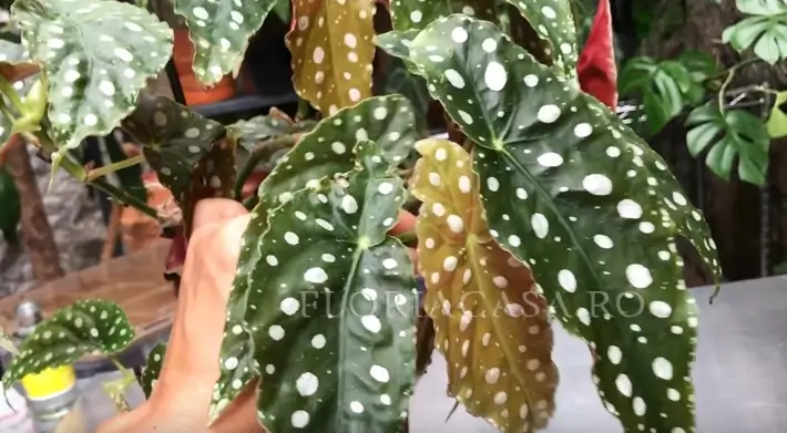 mazăre Begonia maculata