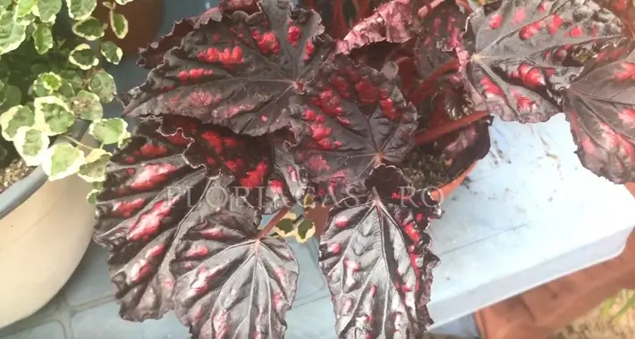 Regală Begonia Regală