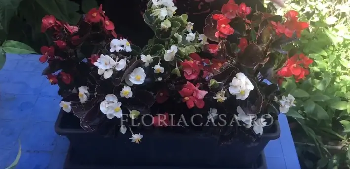 Mereu Înfloritoare Begonia Semperflorens